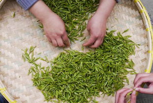 中国国家地理告诉你贵州不止山水好,绿宝石高原绿茶值得品