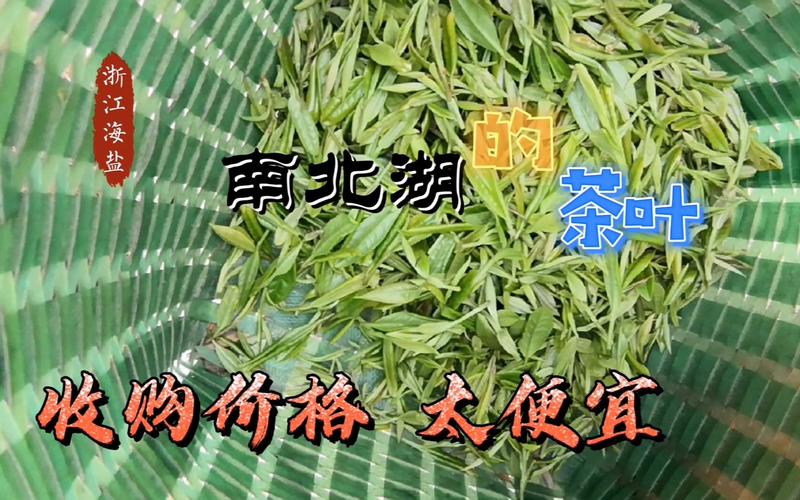 89浙江海盐有个地方产茶叶收购价格太低了