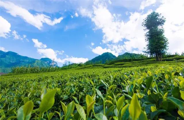 虽受疫情影响,在欧盟标准茶叶基地建设区域,春茶鲜叶的平均收购价格