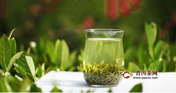 崂山绿茶属于什么茶种 崂山绿茶有什么特点
