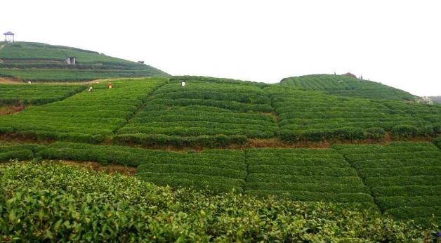 国家在市境收购茶叶,对茶叶的稳产有着积极的促进作用.